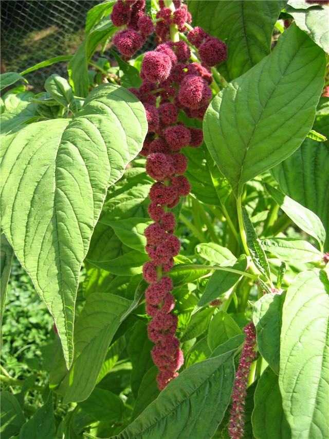 amaranthus caudatus (repati šćir)